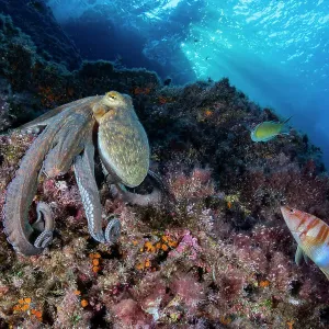Pulpo común (Octopus vulgaris) moviéndose sobre rocas, Área Marina Protegida Punta Campanella, Costa Amalfitana, Italia, Mar Tirreno. Pulpo común (Octopus vulgaris) moviéndose sobre rocas, Área Marina Protegida Punta Campanella, Costa Amalfitana, Italia, Mar Tirreno.
