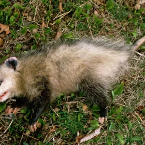 Common opossum {Didelphis marsupialis} playing dead as defence strategy