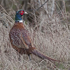 Common Pheasant (Phasianus colchicus) male, Texel, the Netherlands, April