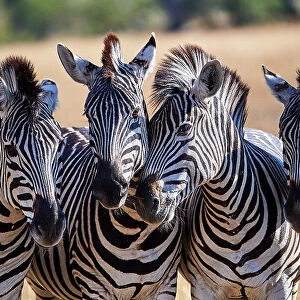 Four Common / Plains Zebras (Equus quagga) standing side by side, portrait, Okavango Delta, Botswana, Africa