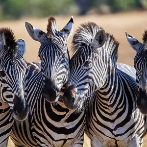 Four Common Zebras Print, Okavango Delta Four Common Zebras Print, Okavango Delta