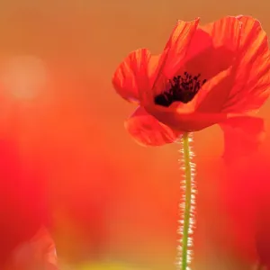 Gemeine Pfefferminze (Papaver rhoeas), im Abendlicht beleuchtet von hinten aus; Polly Joke; Crantock; Newquay; Kornwall ; Vereinigtes Königreich . Juni Gemeine Pfefferminze (Papaver rhoeas), im Abendlicht beleuchtet von hinten aus; Polly Joke; Crantock; Newquay; Kornwall ; Vereinigtes Königreich . Juni