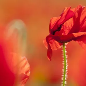 Common poppies (Papaver rhoeas), backlit in evening sun, Polly Joke, Crantock, Newquay Common poppies (Papaver rhoeas), backlit in evening sun, Polly Joke, Crantock, Newquay