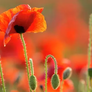 Vergängliche Pfefferblumen (Papaver rhoeas), im Abendlicht zurückgeleuchtet am Strand von Polly / Porth Joke bei Pentire in Neuwickei Kornwall England Juli Vergängliche Pfefferblumen (Papaver rhoeas), im Abendlicht zurückgeleuchtet am Strand von Polly / Porth Joke bei Pentire in Neuwickei Kornwall England Juli