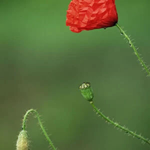 Common poppy bud, flower and seedhead {Papaver rhoeas} Belgiu