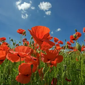 Common poppy (Papaver rhoeas) field, Wiltshire, UK, June Common poppy (Papaver rhoeas) field, Wiltshire, UK, June