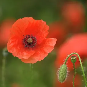 Common poppy Print, Papaver rhoeas flower with bud and seed pod Common poppy Print, Papaver rhoeas flower with bud and seed pod
