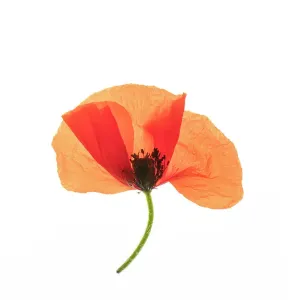Common poppy (Papaver rhoeas) on LED light panel, studio environment Common poppy (Papaver rhoeas) on LED light panel, studio environment
