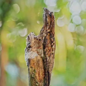 Potoo común (Nyctibius griseus) camuflado en un árbol con un joven juvenil enfrente de él, área de la selva nubosa de Mindo, Ecuador, julio. Potoo común (Nyctibius griseus) camuflado en un árbol con un joven juvenil enfrente de él, área de la selva nubosa de Mindo, Ecuador, julio.