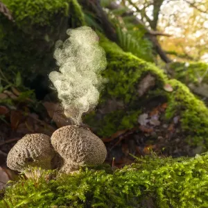 Print of Common Puffball Fungus Emitting Spores Print of Common Puffball Fungus Emitting Spores