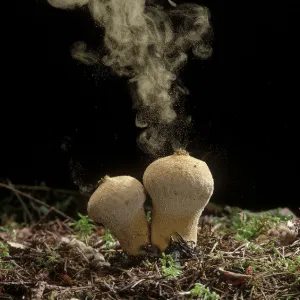 Common Puffball fungus (Lycoperdon perlatum) emitting spores into the air