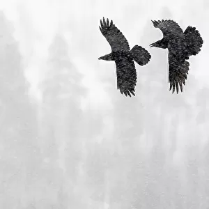Common Raven (Corvus corax) two in flight during snow storm, Kuusamo, Finland, April
