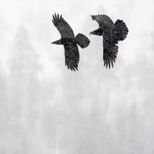 Common Raven (Corvus corax) two in flight during snow storm, Kuusamo, Finland, April