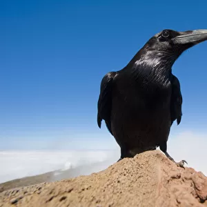 Common raven (Corvus corax) perched on rock, La Caldera de Taburiente National Park