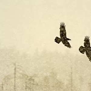 Two Common ravens (Corvus corax) in flight through snow, Finland, April