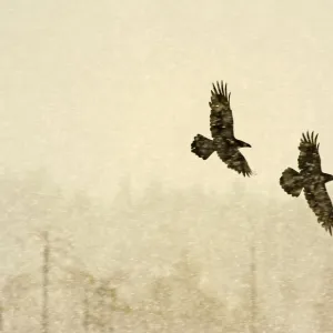 Two Common ravens (Corvus corax) in flight through snow, Finland, April