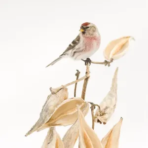 Common Redpoll (Carduelis flammea) male perched on milkweed stem (Asclepias sp) Common Redpoll (Carduelis flammea) male perched on milkweed stem (Asclepias sp)