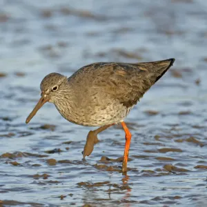 Common redshank (Tringa totanus) in winter plumage, feeding on mudflats, The Wash