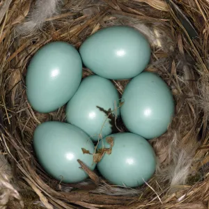 Common redstart (Phoenicurus phoenicurus) nest with six eggs, Alsace, France