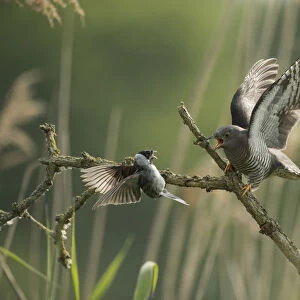 Common reed bunting (Emberiza schoeniclus) attacking Common cuckoo (Cuculus canorus)