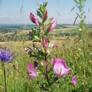 La onóide común (Ononis repens) y la rampion de cabeza redonda (Phyteuma orbiculare) en flor en una colina de pradera caliza, Marlborough Downs, Wiltshire, Reino Unido. Julio. La onóide común (Ononis repens) y la rampion de cabeza redonda (Phyteuma orbiculare) en flor en una colina de pradera caliza, Marlborough Downs, Wiltshire, Reino Unido. Julio.