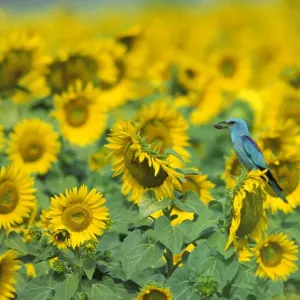 Le Rollier commun dans un champ de Tournesols. (Coracias garrulus) Allemagne. Le Rollier commun dans un champ de Tournesols. (Coracias garrulus) Allemagne.