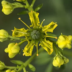 Common rue (Ruta graveolens) flower. Cultivated in herb garden, Surrey, England, UK