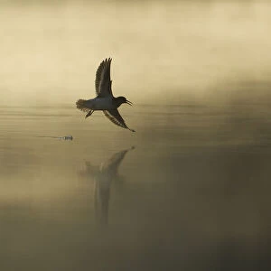 Common sandpiper (Actitis hypoleucos) adult in flight over misty loch at dawn