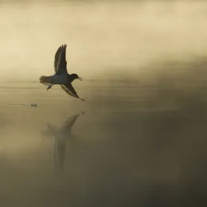 Common sandpiper (Actitis hypoleucos) adult in flight over misty loch at dawn