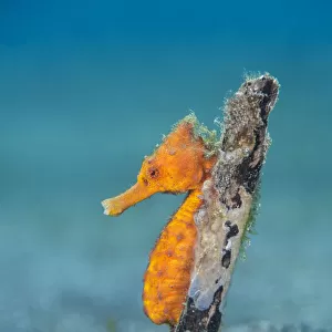 Common seahorse (Hippocampus kuda) female wrapping her prehensile tail around piece of