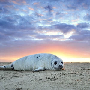 Common seal (Phoca vitulina) pup hauled out on a beach at sunrise, Donna Nook Lincolnshire