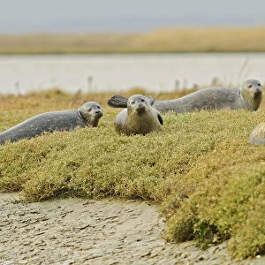Common seals (Phoca vitulina) hauled out on saltmarsh, Wallasea Wild Coast Project