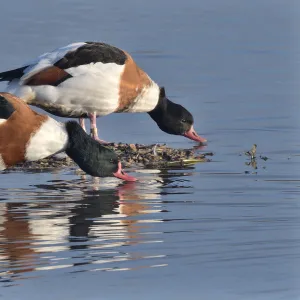 Common shelduck pair (Tadorna tadorna) standing and drinking in the margins of a shallow