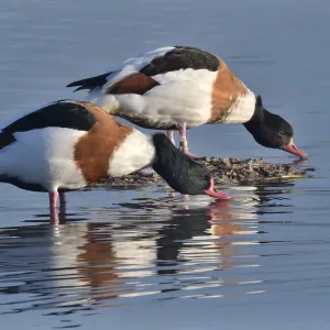 Common Shelduck Pair Print, 2020