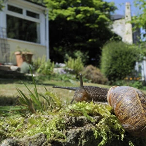 Common snail (Helix aspersa) crawling over mossy wall in a garden with house in the background