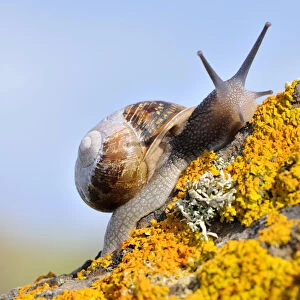 Common snail {Helix aspersa}, on lichen covered rock, The Lizard, Cornwall, UK. August