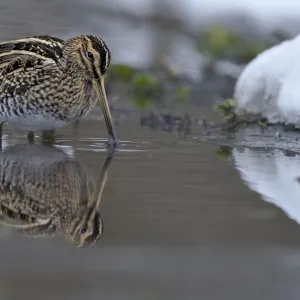 Common snipe (Gallinago gallinago) feeding in shallow water in snow, Wales, UK, March