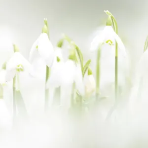 Common snowdrops (Galanthis nivalis) growing in the Rococo Gardens at Painswick Common snowdrops (Galanthis nivalis) growing in the Rococo Gardens at Painswick