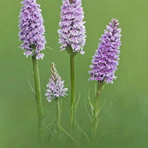 Common Spotted Orchid {Dactylorhiza fuchsii} flowers, Hardington Moor NNR, Somerset