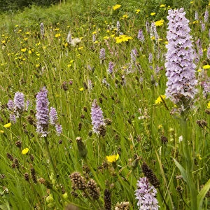 Common spotted orchid (Dactylorhiza fuchsii) on a roadside verge near Bristol, England