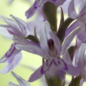 Common spotted orchid (Dactylorhiza fuchsii) close up of flower, England, UK, June Common spotted orchid (Dactylorhiza fuchsii) close up of flower, England, UK, June