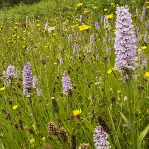 Common spotted orchid print, roadside verge near Bristol Common spotted orchid print, roadside verge near Bristol