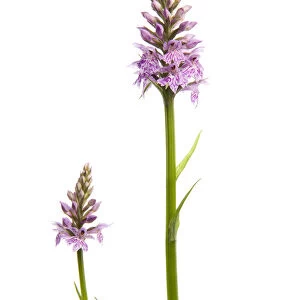 Two Common spotted orchids (Dactylorhiza fuchsii) in flower, Fliess, Naturpark Kaunergrat