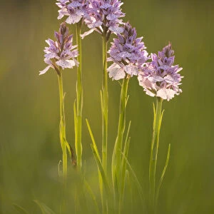 Common spotted orchids (Dactylorhiza fuchsii), backlit, Volehouse nature reserve