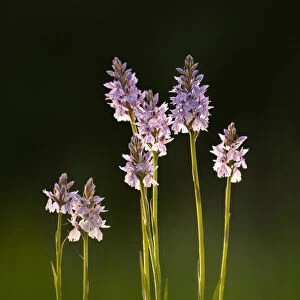 Common spotted orchids (Dactylorhiza fuchsii) in flower, Dunsdon, Devon Wildlife Trust