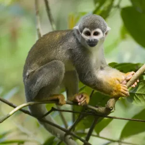 Print of a Common Squirrel Monkey in a tree, Peru Print of a Common Squirrel Monkey in a tree, Peru