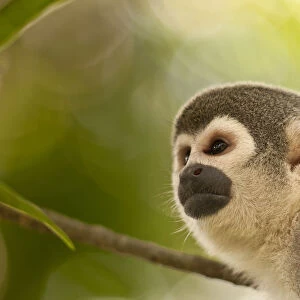 Common Squirrel Monkey (Saimiri sciureus ssp. macrodon) in tree, Peru