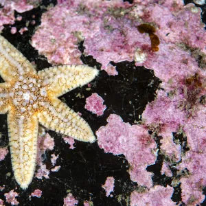 Common starfish (Asterias rubens) with pink encrusting algae, Farne Islands