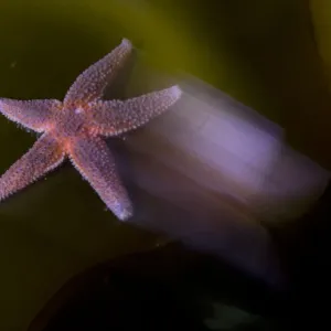 Common starfish (Asterias rubens) moving, Saltstraumen, Bod, Norway, October 2008 Common starfish (Asterias rubens) moving, Saltstraumen, Bod, Norway, October 2008