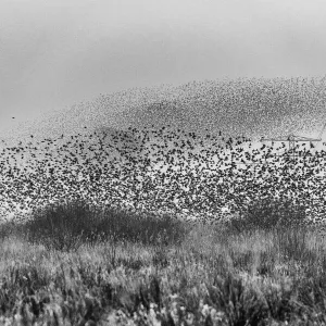 Common starling (Sturnus vulgaris) murmuration in between high voltage powerlines and electricity pylons, The Netherlands, Europe. February